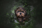 young Shih Tzu