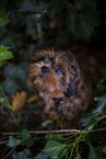 young Shih Tzu
