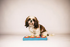 Shih Tzu with intelligence toy
