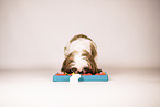 Shih Tzu with intelligence toy