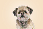 old Shih Tzu