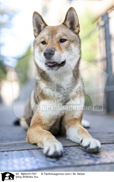 liegender Shikoku Inu / lying Shikoku Inu / MAH-01767