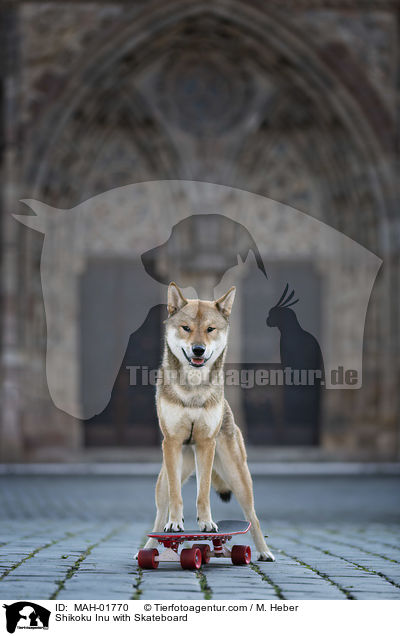 Shikoku Inu mit Skateboard / Shikoku Inu with Skateboard / MAH-01770