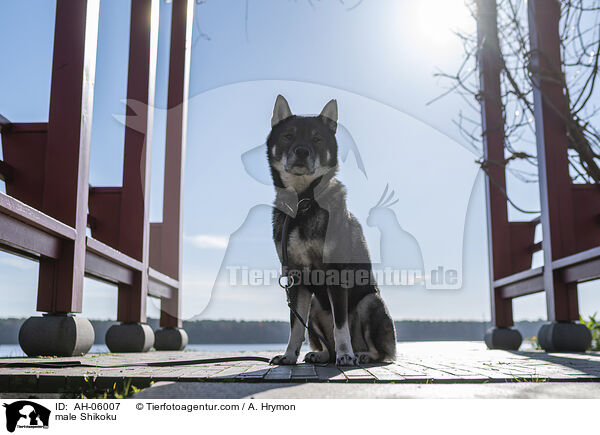 Shikoku Rde / male Shikoku / AH-06007