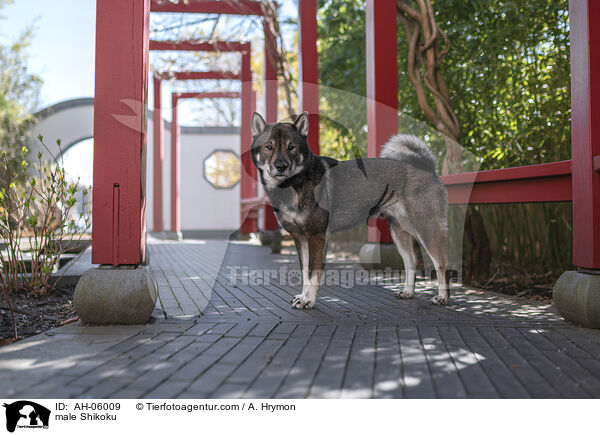 Shikoku Rde / male Shikoku / AH-06009