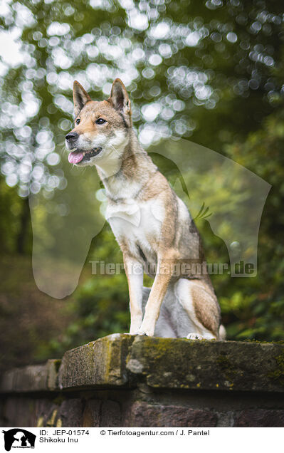 Shikoku Inu / Shikoku Inu / JEP-01574