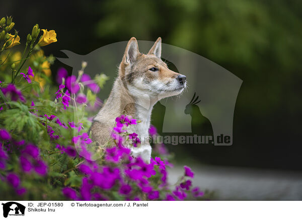Shikoku Inu / Shikoku Inu / JEP-01580