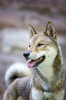 Shikoku Inu Portrait