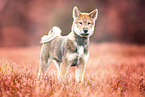 young Shikoku