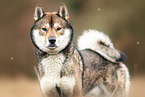 male Shikoku