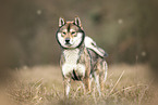 male Shikoku