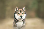 male Shikoku