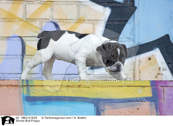 Shorty Bull Welpe / Shorty Bull Puppy / HBO-01829