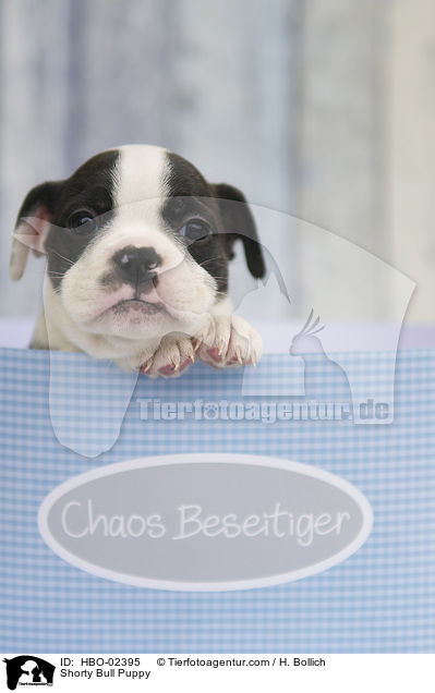 Shorty Bull Welpe / Shorty Bull Puppy / HBO-02395