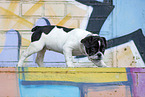 Shorty Bull Puppy