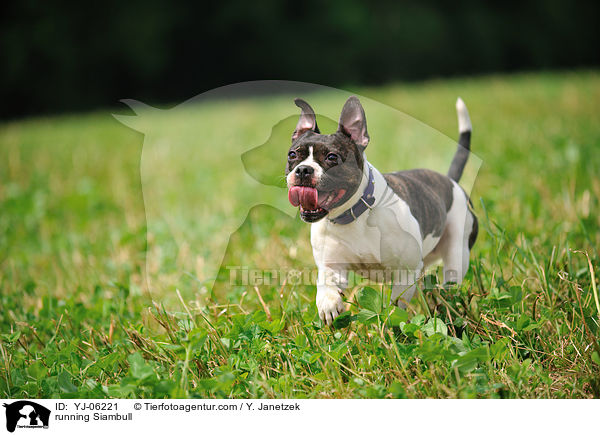 running Siambull / YJ-06221