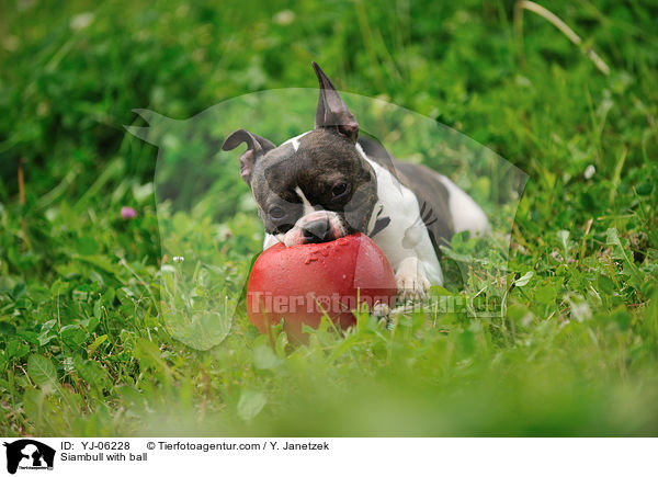 Siambull mit Ball / Siambull with ball / YJ-06228