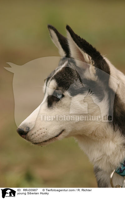 junger Sibirischer Husky / young Siberian Husky / RR-00987
