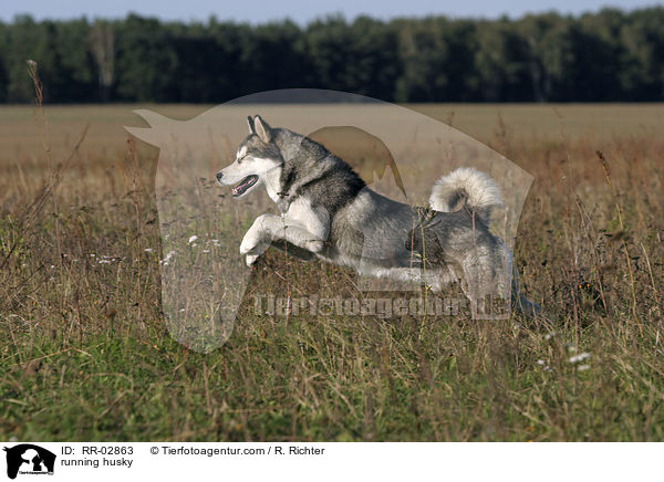 running husky / RR-02863