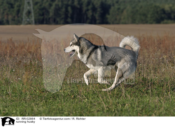 running husky / RR-02864