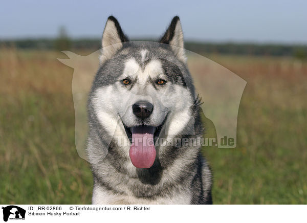 Sibirien Husky Portrait / RR-02866