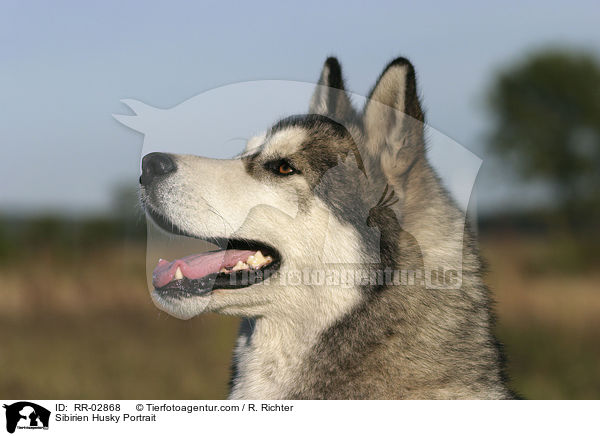 Sibirien Husky Portrait / RR-02868