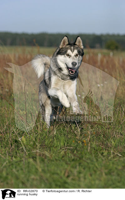 running husky / RR-02870