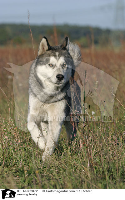 running husky / RR-02872