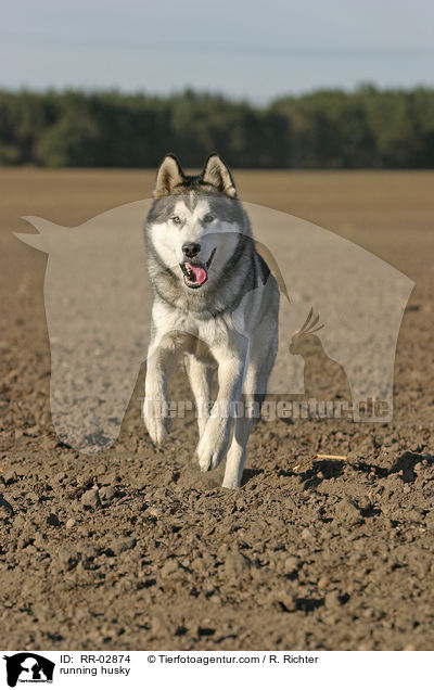 running husky / RR-02874