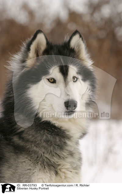 Siberian Husky Portrait / RR-03793