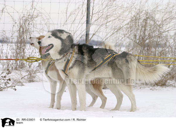 Sibirien Husky Gespann / team / RR-03801