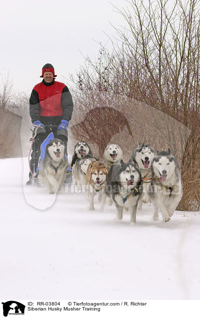 Musher beim Training / Siberian Husky Musher Training / RR-03804