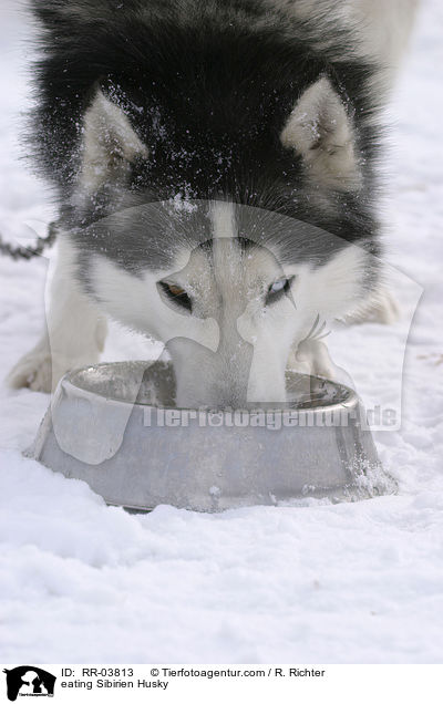 eating Sibirien Husky / RR-03813