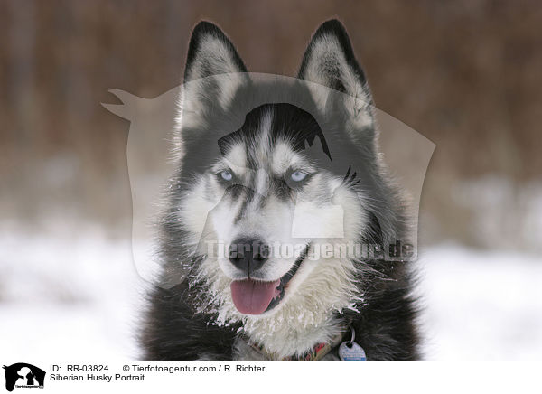 Siberian Husky Portrait / RR-03824