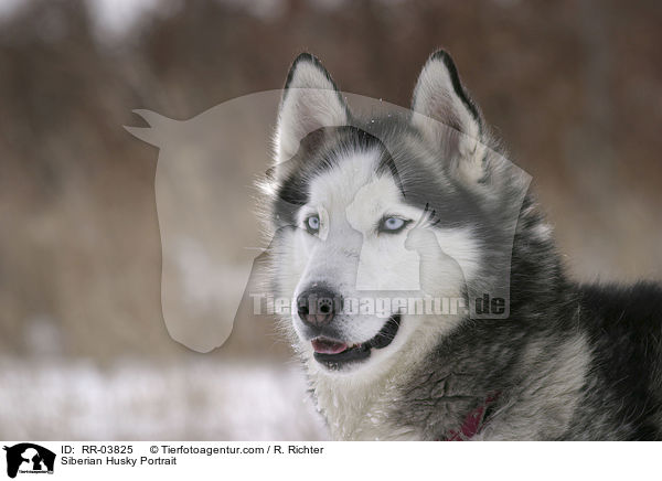 Siberian Husky Portrait / RR-03825