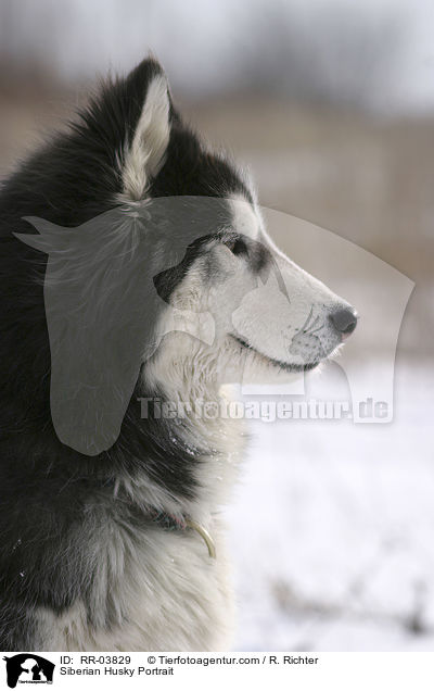Siberian Husky Portrait / RR-03829