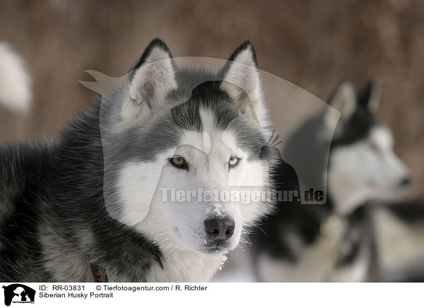 Siberian Husky Portrait / RR-03831