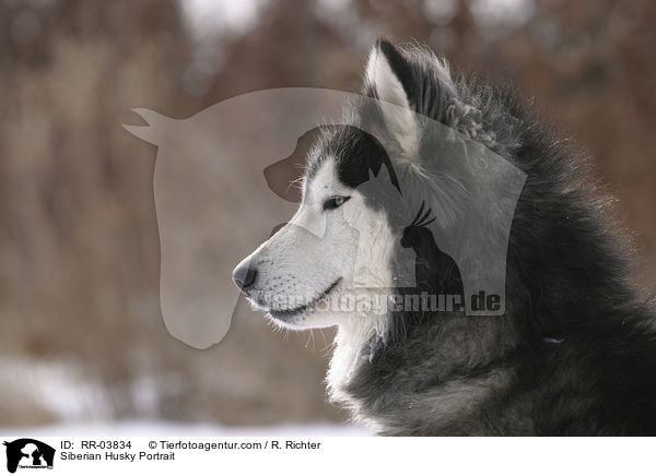 Sibirien Husky Portrait / Siberian Husky Portrait / RR-03834