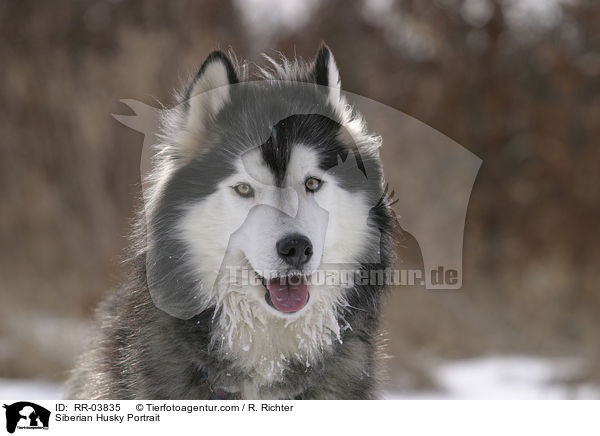 Siberian Husky Portrait / RR-03835