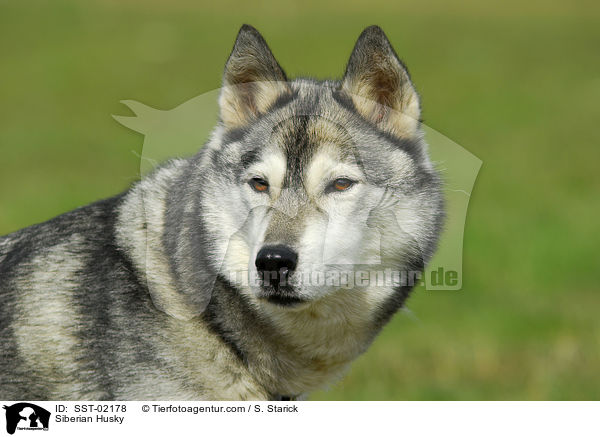 Siberian Husky / SST-02178