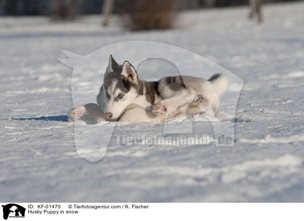 Husky Puppy in snow / KF-01470