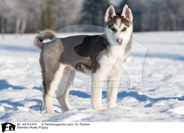 Siberian Husky Welpe / Siberian Husky Puppy / KF-01474