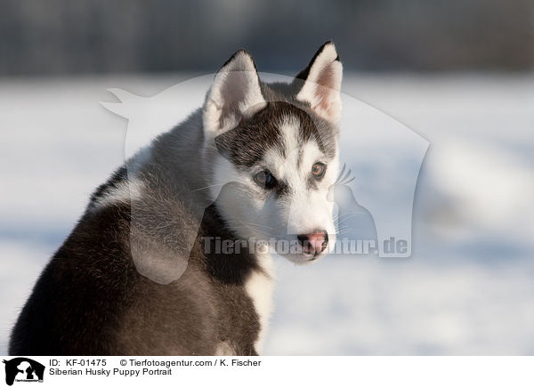 Siberian Husky Puppy Portrait / KF-01475