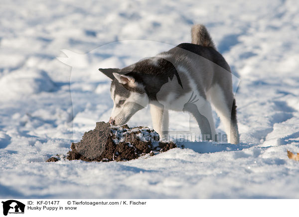 Husky Puppy in snow / KF-01477
