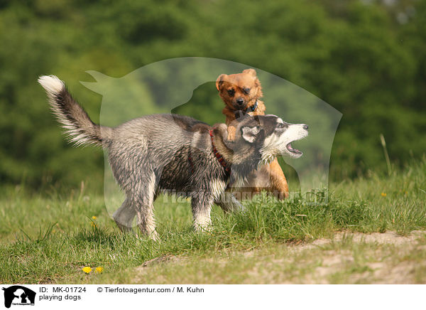 playing dogs / MK-01724