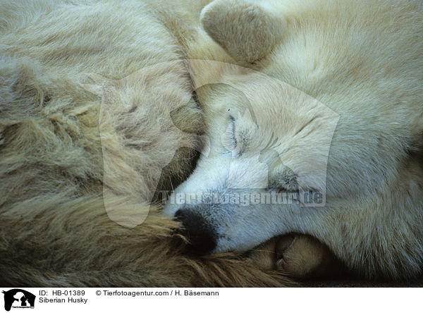 Siberian Husky / HB-01389