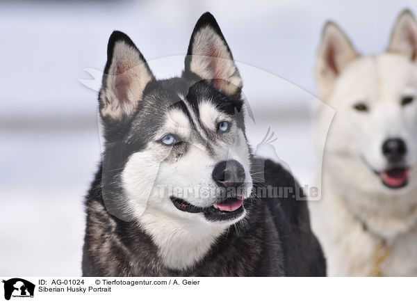 Siberian Husky Portrait / AG-01024
