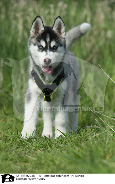 Siberian Husky Puppy / NN-02036