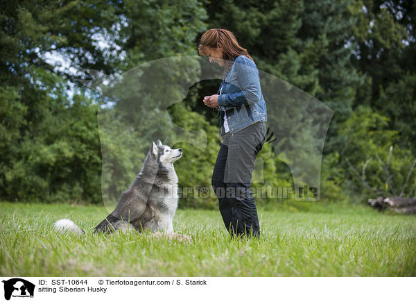 sitzender Sibirien Husky / sitting Siberian Husky / SST-10644