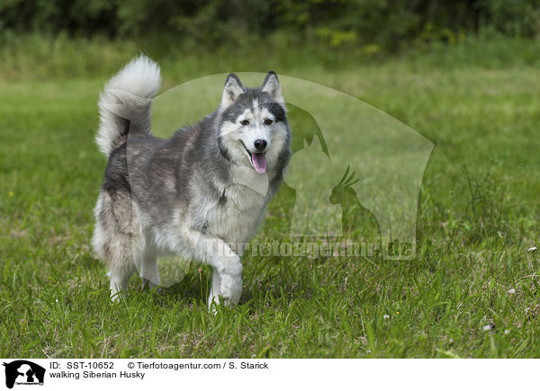 laufender Sibirien Husky / walking Siberian Husky / SST-10652